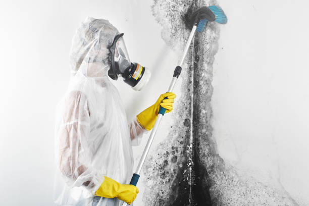 Best Black Mold Removal  in Camp Croft, SC